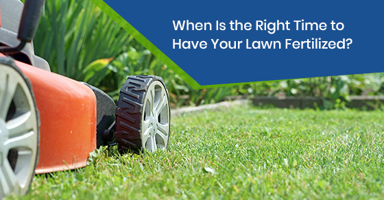 Information on lawn fertilization