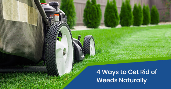 Lawn maintenance tips