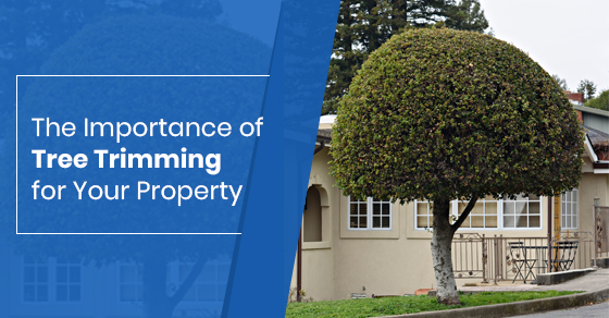 The Importance of Tree Trimming for Your Property